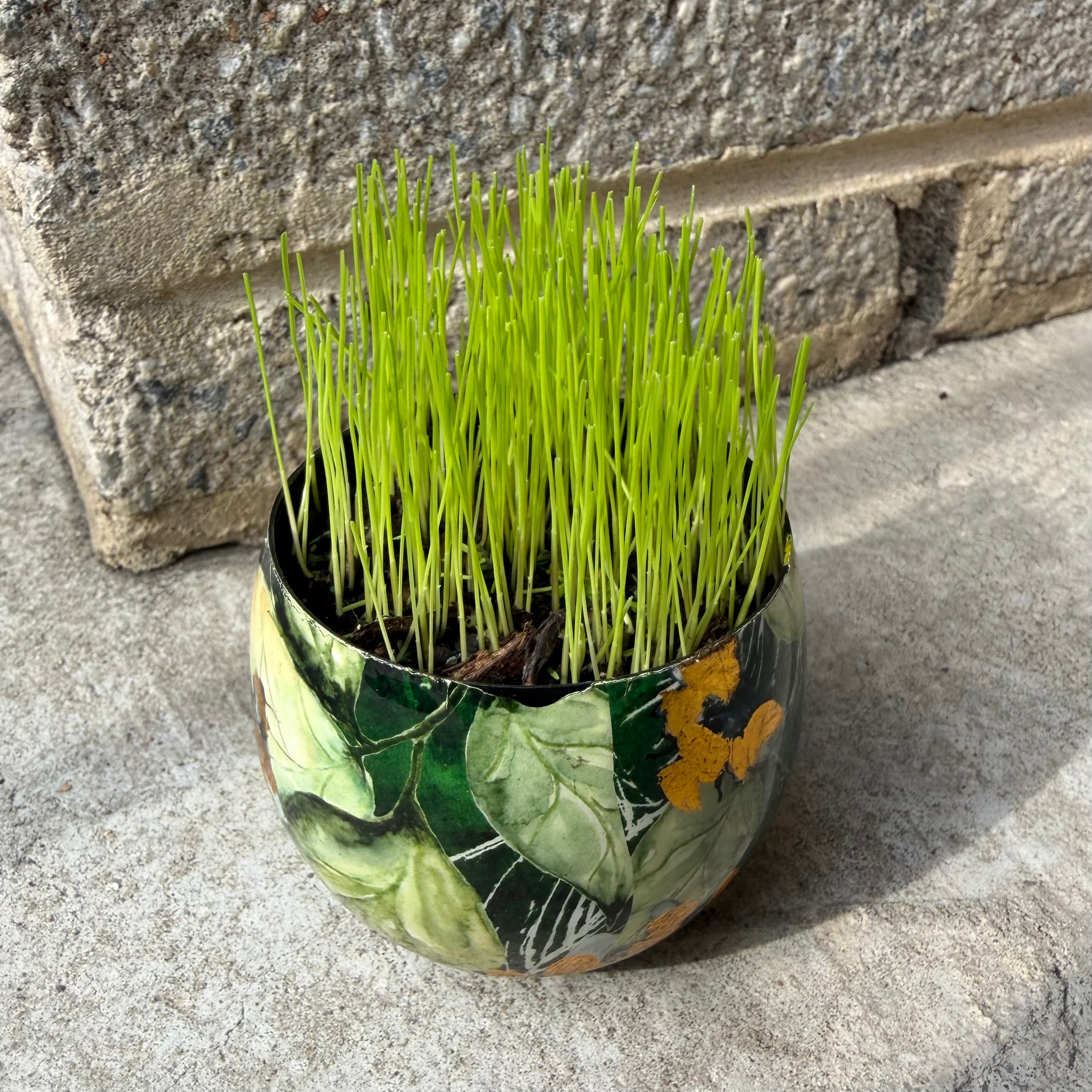 Grow Your Own Grass Kit